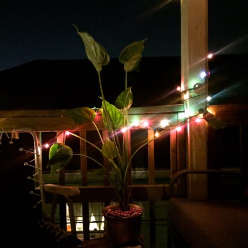 houseplant-at-night